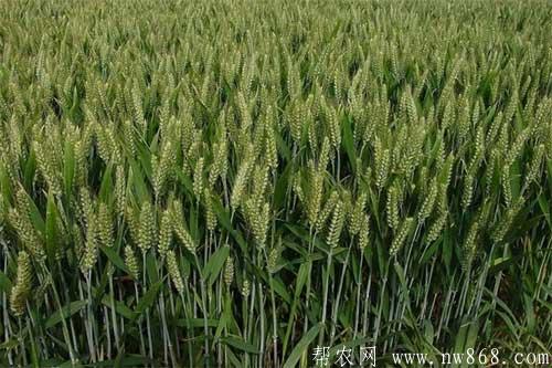 影响小麦高产的因素有哪些
