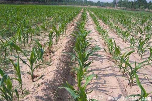 甜玉米的苗期种植管理需要掌握技术