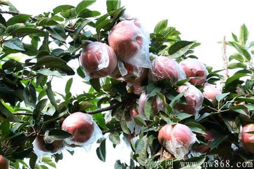 苹果树干腐病有哪些症状和原因？如何防治？