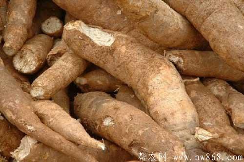 木薯种植方法和木薯种植时间
