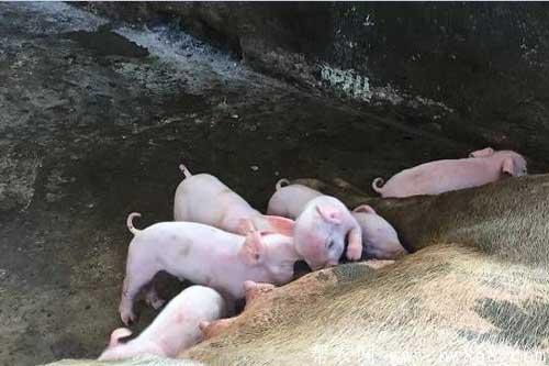 母猪在哺乳期不想吃东西是什么原因