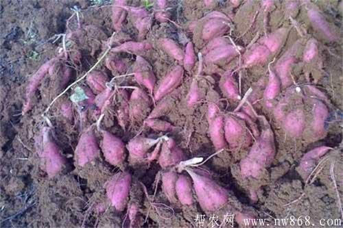紫薯育苗需要做哪些准备工作