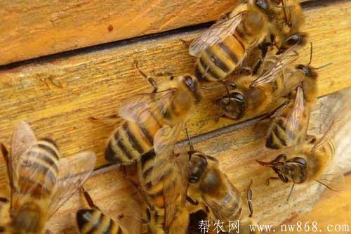 春季蜜蜂太少怎样才能做到快速繁殖