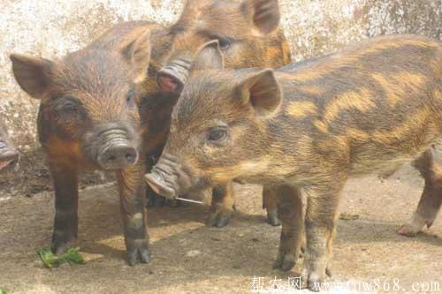 野猪养殖与防病——野猪猪瘟的防治方法