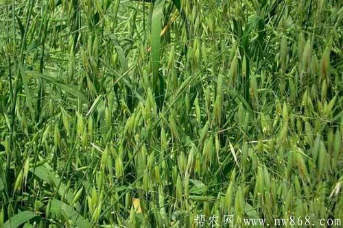燕麦种植方法以及燕麦对生长环境的要求