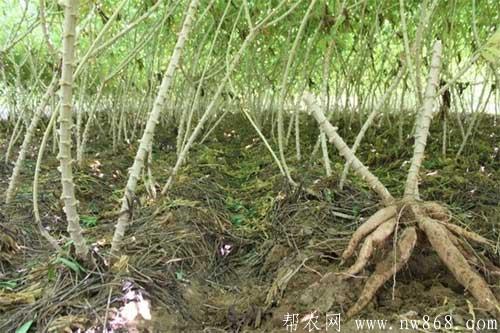 木薯种植过程中需要注意哪些问题