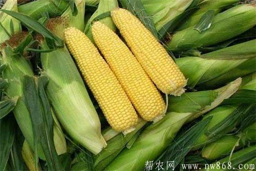 怎样预防高温对玉米带来的危害