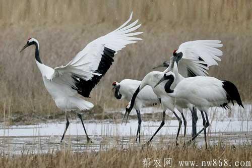 丹顶鹤人工饲养方法|丹顶鹤生物学特征