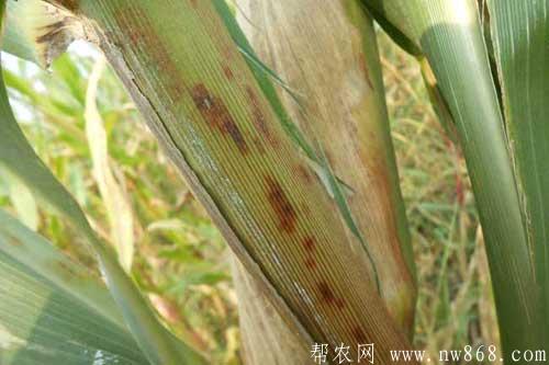 玉米发生褐斑病的危害症状、规律及防治措施