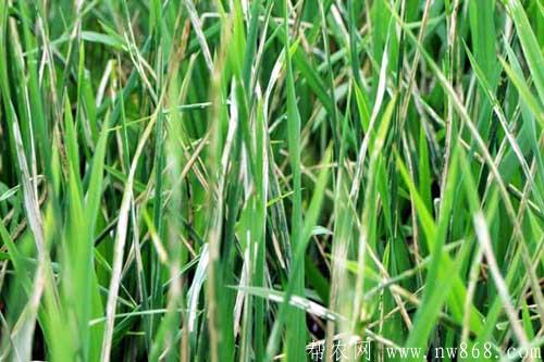 稻纵卷叶螟危害及防治方法