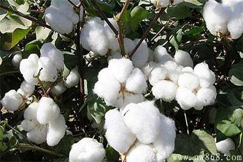棉花种植对生长环境都有哪些要求
