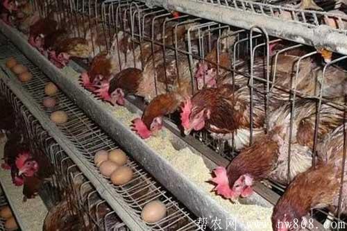 蛋鸡过料是什么原因怎么治？对蛋鸡生长有哪些影响？