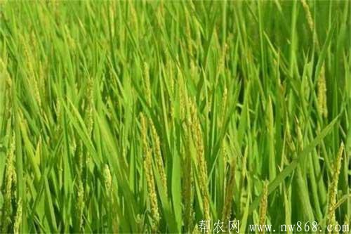 水稻拔节长穗期的种植管理方法