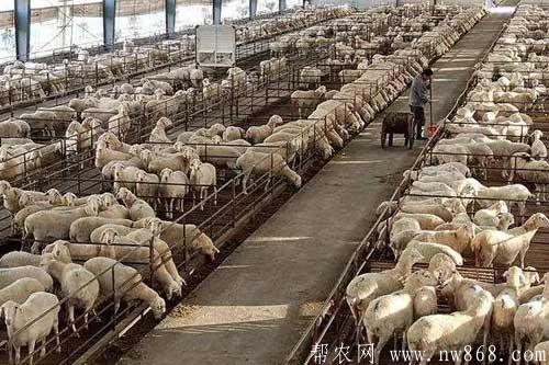 养羊技术——冬季羊圈消毒措施和注意事项