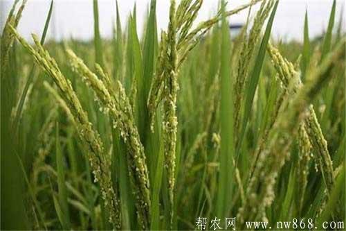 水稻抽穗困难是什么原因引起的，如何解决？