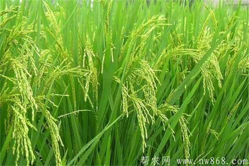 黑米水稻抽穗结实期种植管理技术