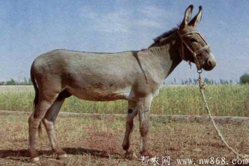 新疆驴养殖技术及育肥方法