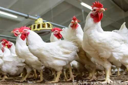 怎样养殖白羽肉鸡？饲养和管理过程中需要注意哪些问题？