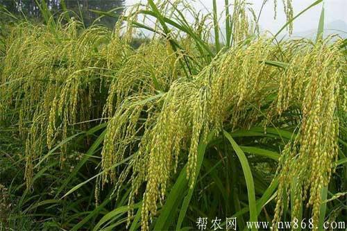 粳米种植方法及田间管理技术