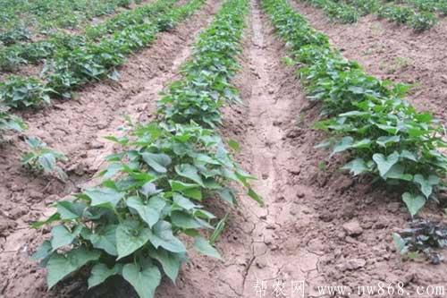 紫薯种植过程中对生长环境有哪些要求