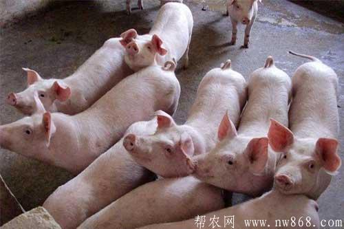 养猪问题——育肥猪长得慢怎么办