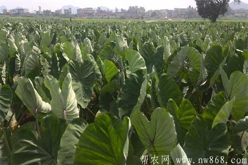 香芋是怎样种植的？香芋种植需要注意哪些问题？