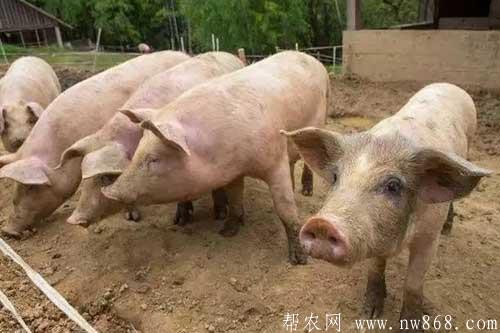 养猪经验——你知道导致猪低温不食的原因有哪些吗？