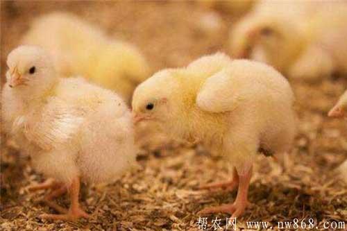 雏鸡养殖——冬季怎样才能提高雏鸡的抗病能力？