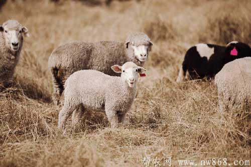 冬季养羊如何做好御寒防护工作