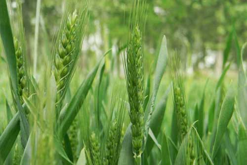 春小麦和冬小麦有什么区别？