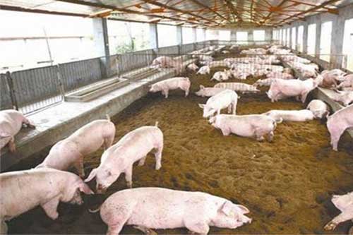 利用发酵床养猪有哪些优点和缺点
