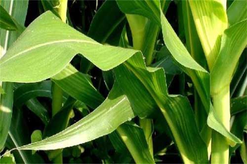 玉米生长过程中出现叶子打卷是什么原因