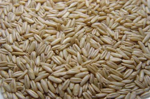 种植燕麦是否赚钱——燕麦市场行情及种植效益