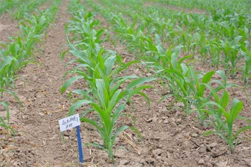 玉米苗期除草需要掌握的几个技巧