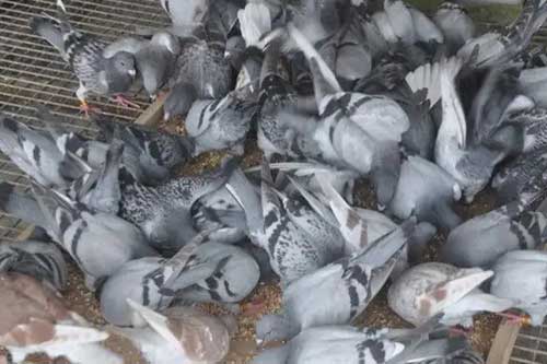 鸽子养殖经验——不同日龄幼鸽的喂养方法