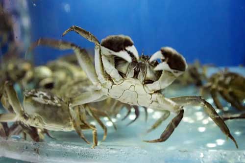 大闸蟹养殖技术以及大闸蟹养殖条件