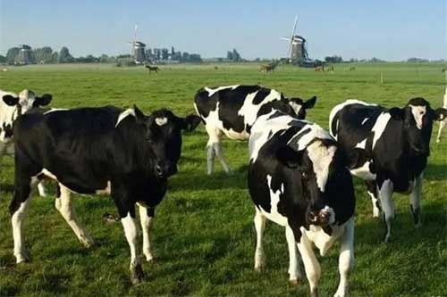 如何做好乳牛围产期的饲养管理