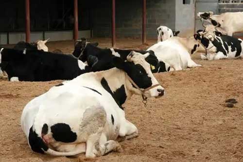 成年乳牛泌乳期的饲养管理方法
