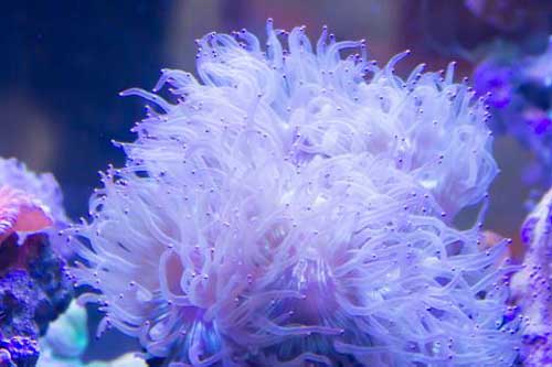珊瑚是动物还是植物？珊瑚有哪些价值？