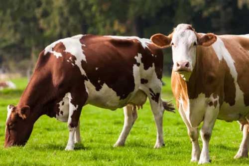 母牛怀孕后期的饲养管理需要注意什么
