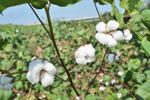 棉花主要病害与棉花害虫的防治方法