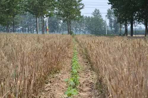小麦棉花种植一体化过程中的配套技术非常关键