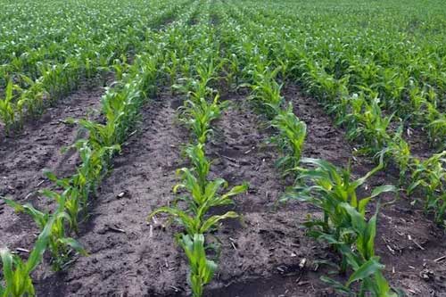 玉米发生涝害的防治及处理方法