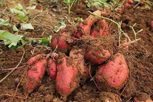 利用红薯肥团催根栽培的新方法