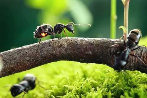 蚂蚁是益虫还是害虫？蚂蚁有哪些生活习性？