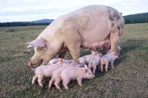 如何做好母猪分娩及仔猪接产的护理工作