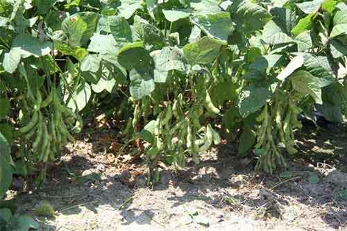 大豆重茬种植减产应该防治？有哪些措施？