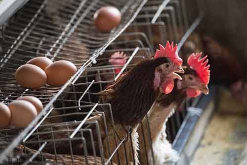 蛋鸡开产早有哪些危害？如何做好产蛋期调控？