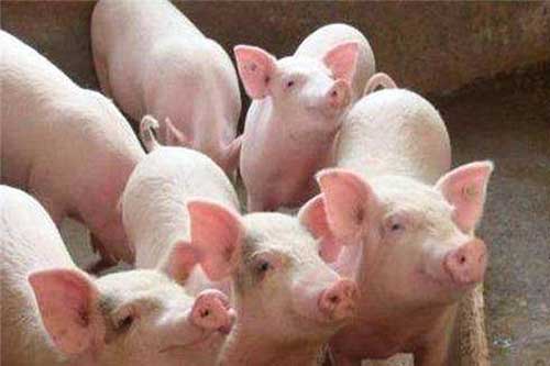 进入冬季养猪增膘缓慢的原因有哪些？