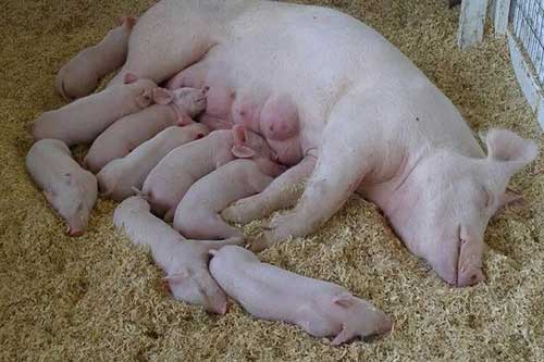哺乳期母猪进食量低是由哪些原因引起的